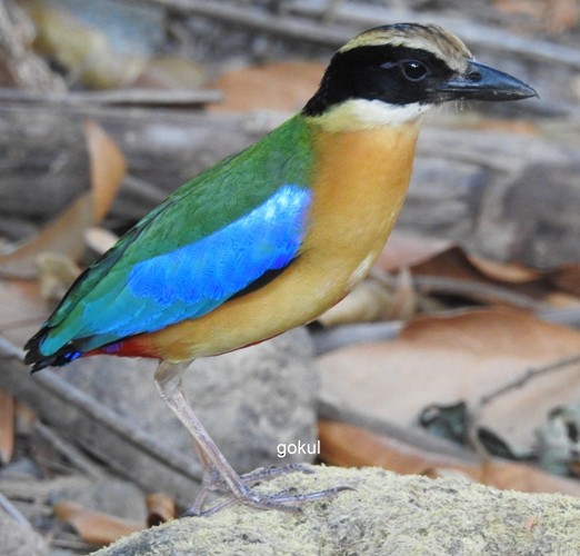 Blue-winged Pitta - ML342719241