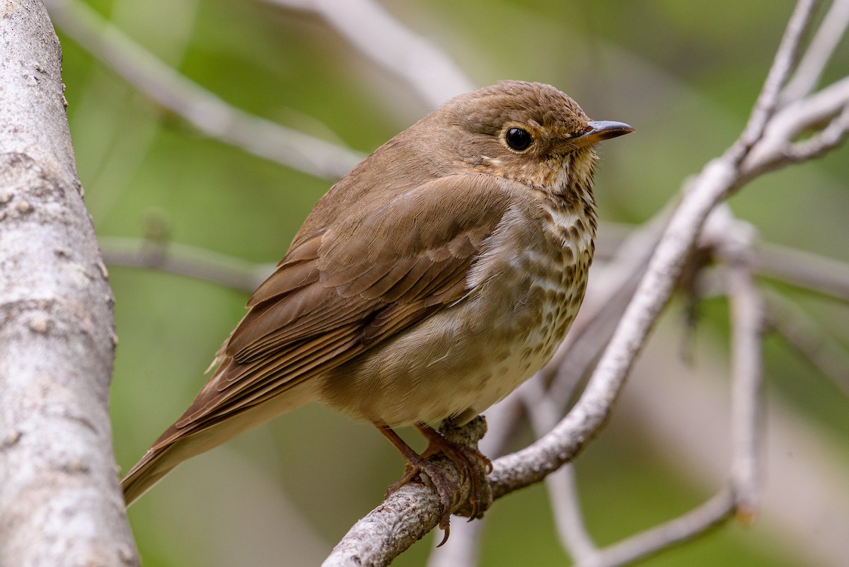 Swainson's Thrush - ML342720961
