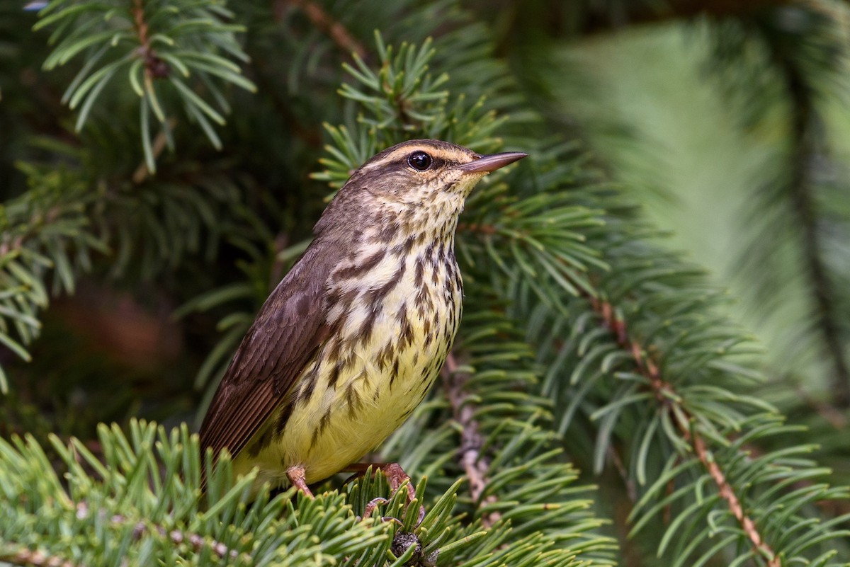 Northern Waterthrush - ML342721011