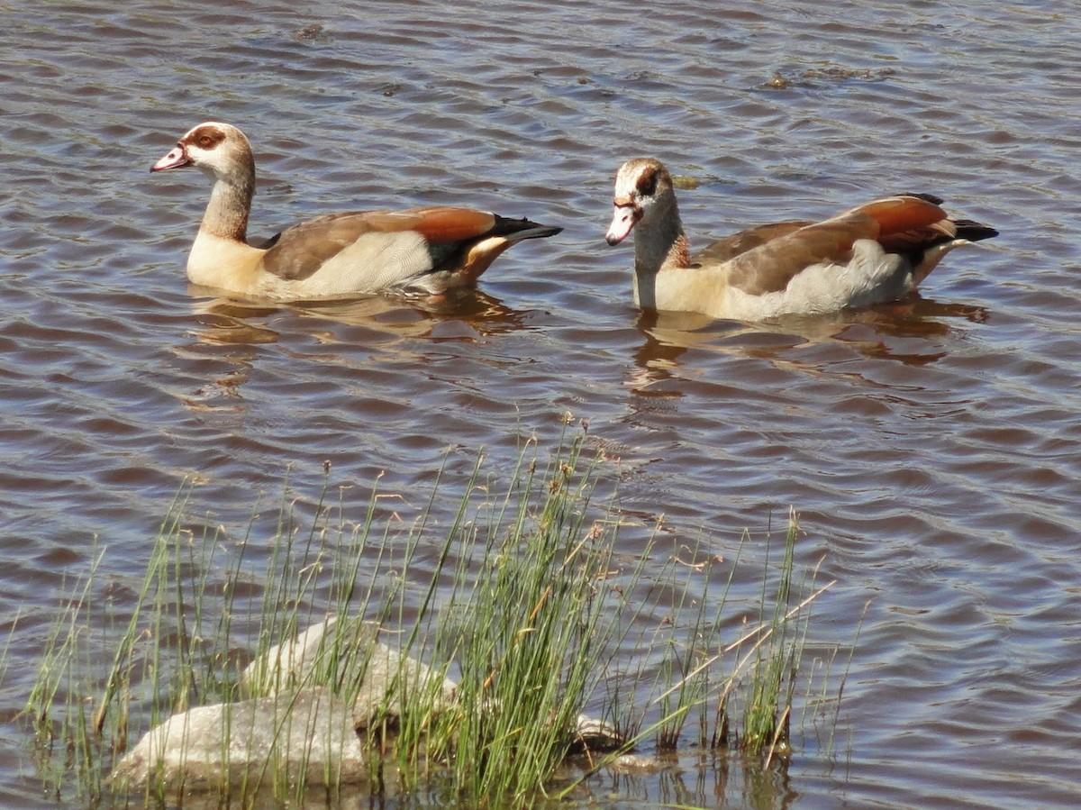 Egyptian Goose - ML342722331