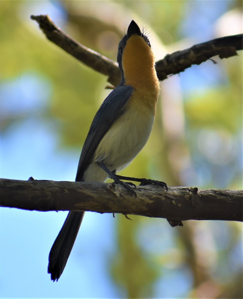 Broad-billed Flycatcher - ML342723041