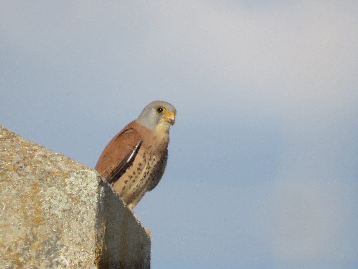 Lesser Kestrel - ML342725781