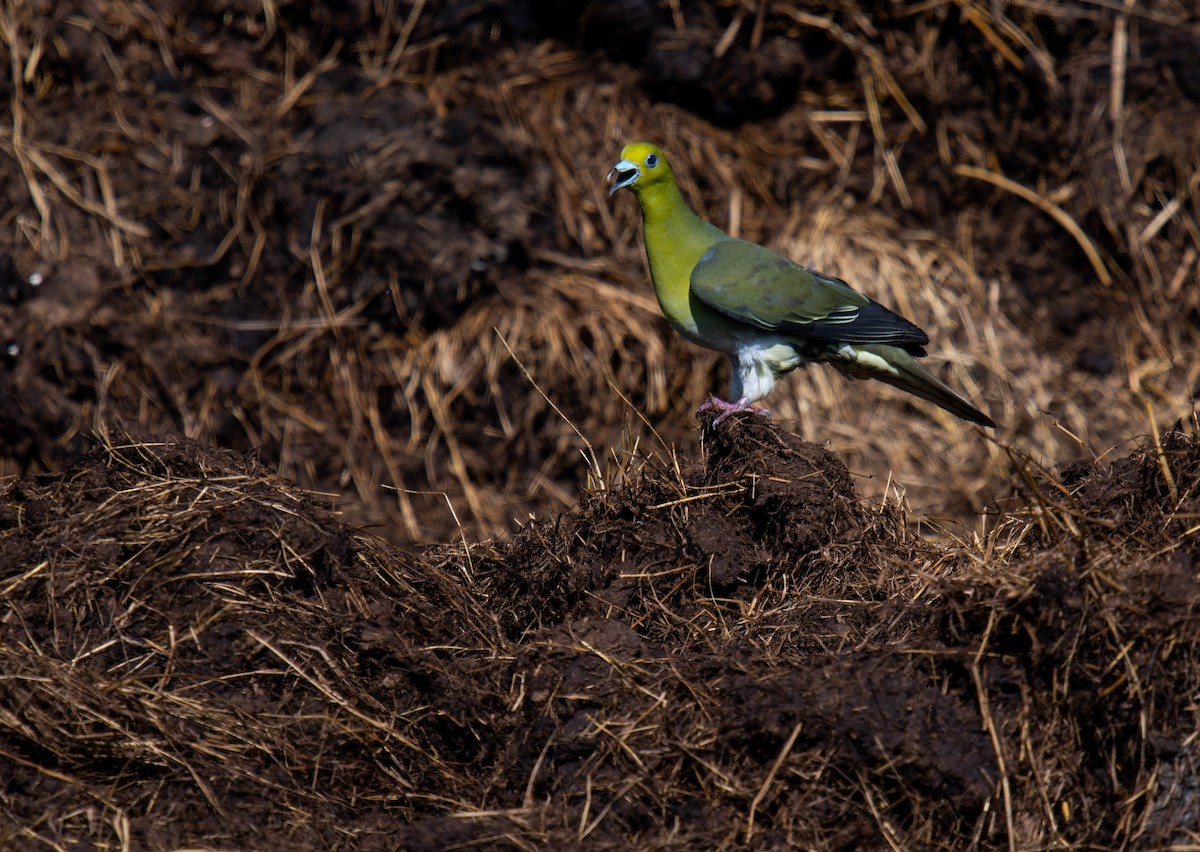 White-bellied Green-Pigeon - Liu JYUN-FU