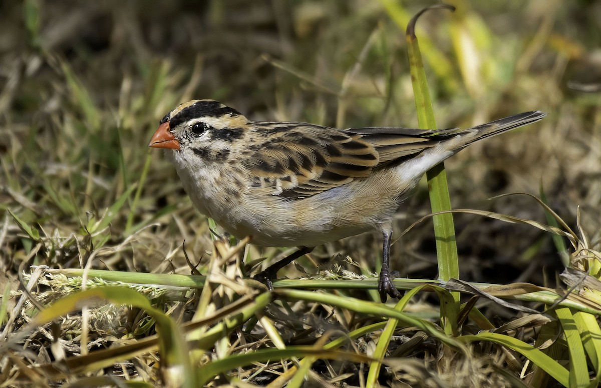 Pin-tailed Whydah - Alison Davies