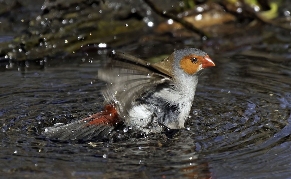 Orange-cheeked Waxbill - ML342728211