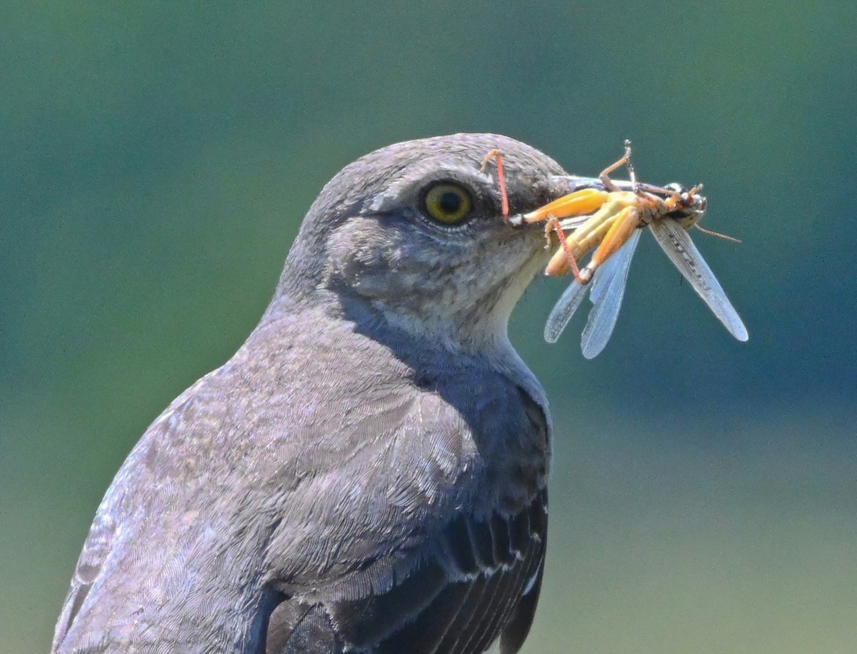 Northern Mockingbird - ML342728421