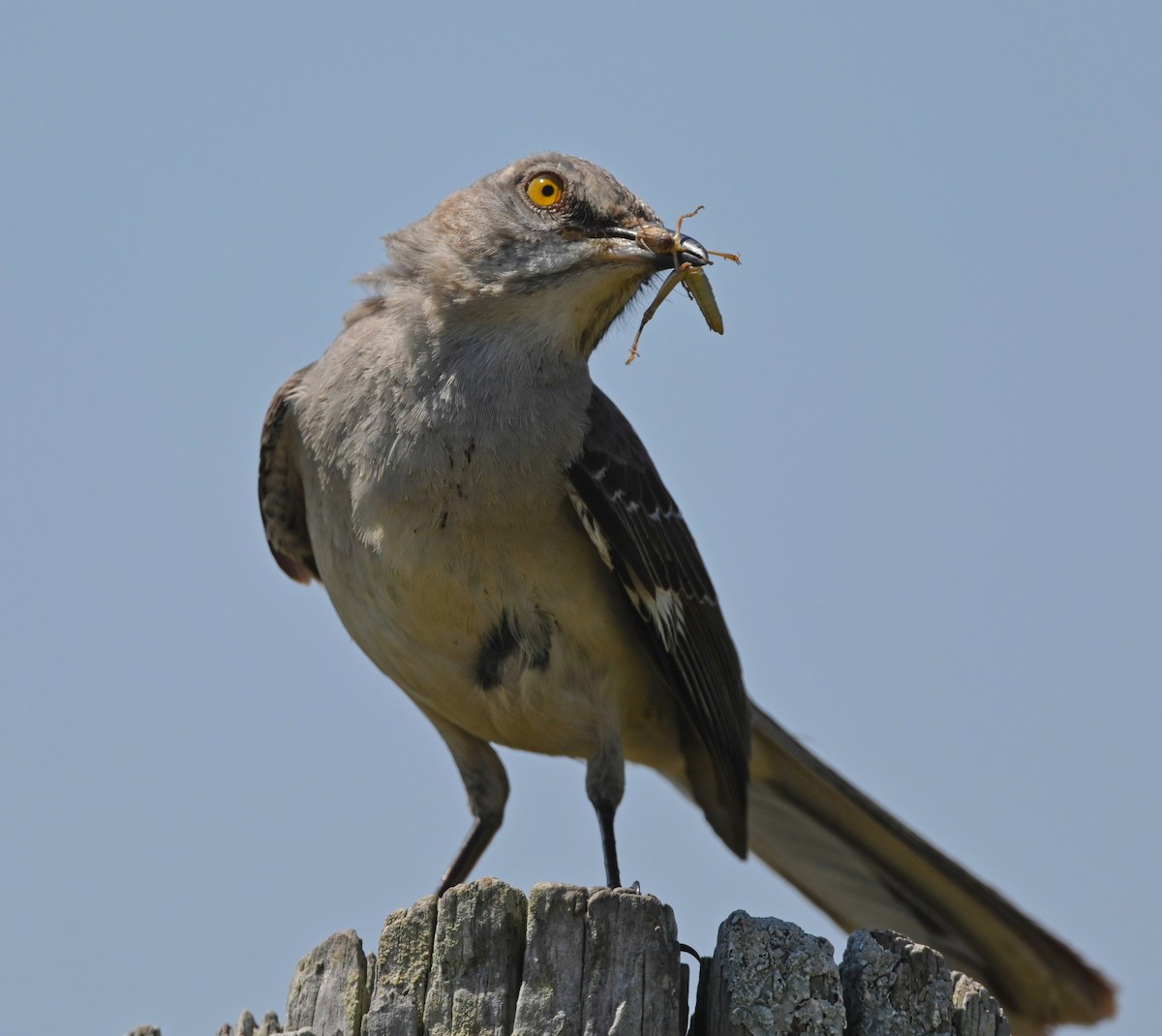 Northern Mockingbird - ML342728431