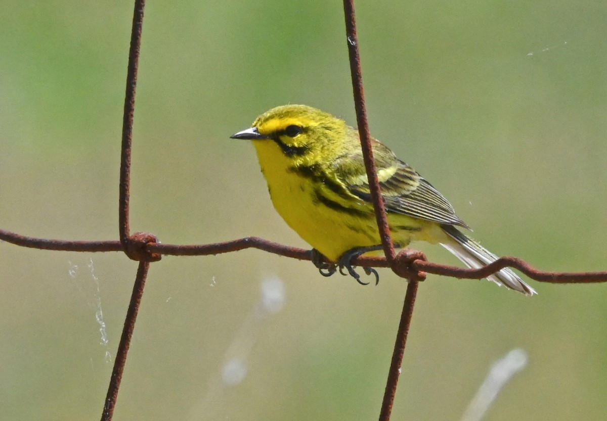 Prairie Warbler - ML342728451