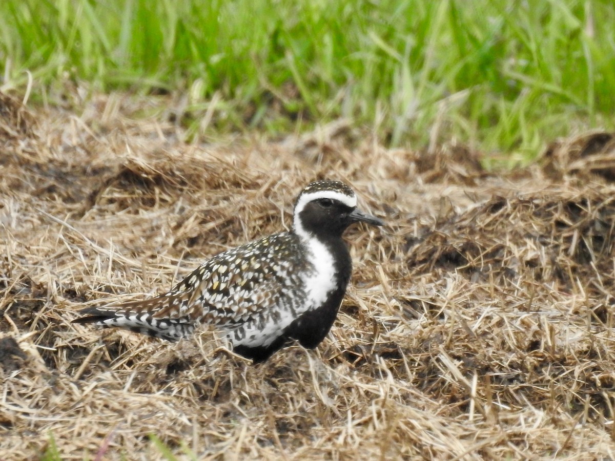 Pacific Golden-Plover - ML342728591