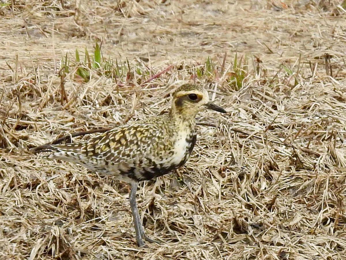 Pacific Golden-Plover - ML342728601