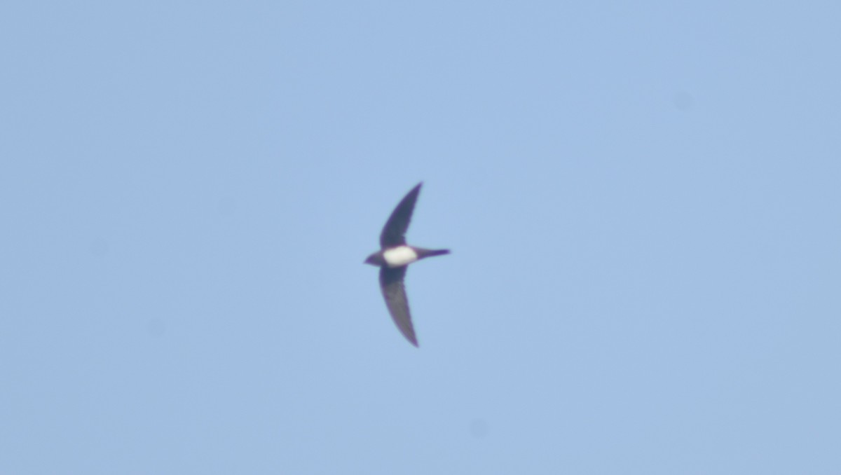 Alpine Swift - ML342728691