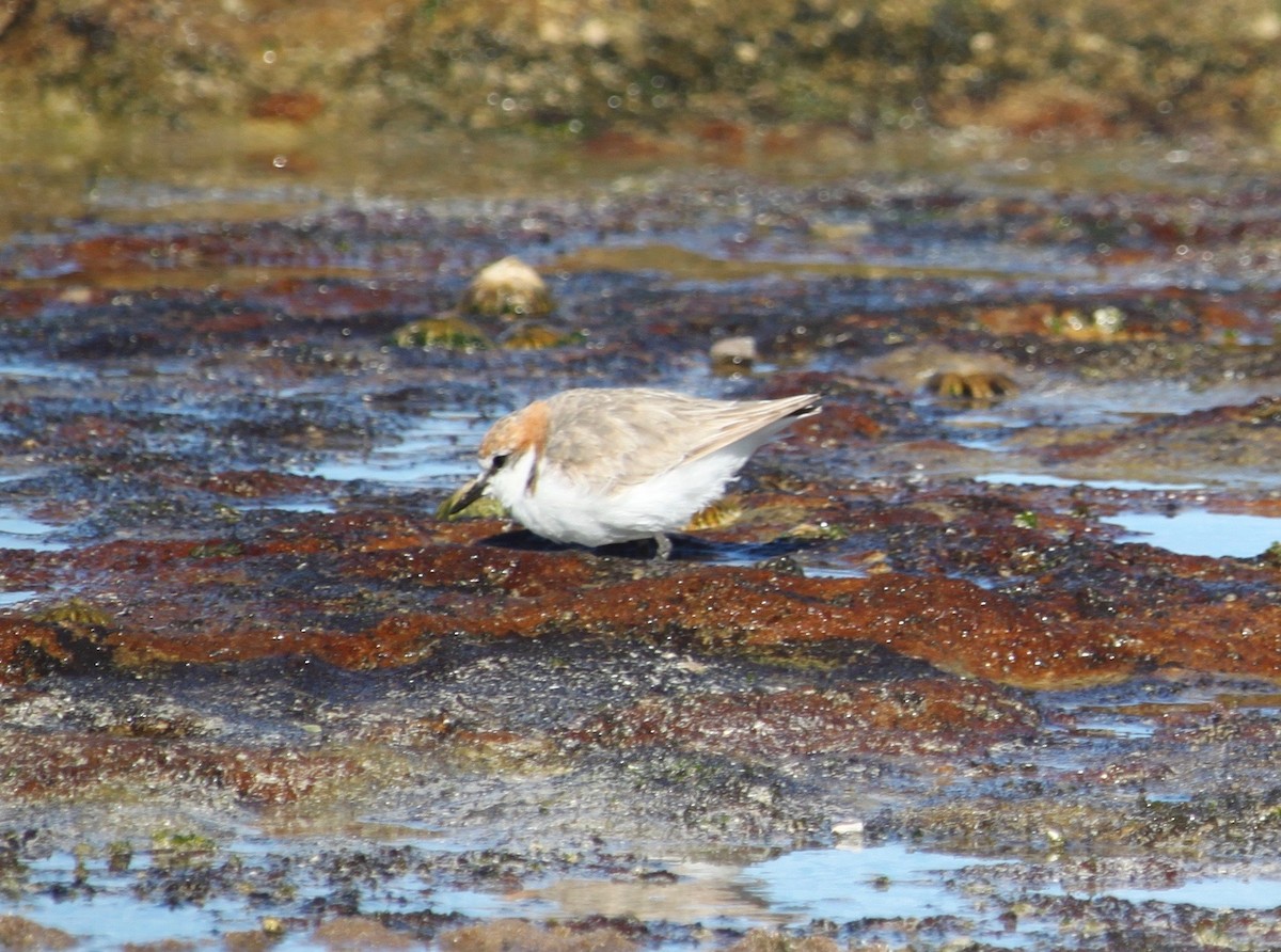 Red-capped Plover - ML342729441