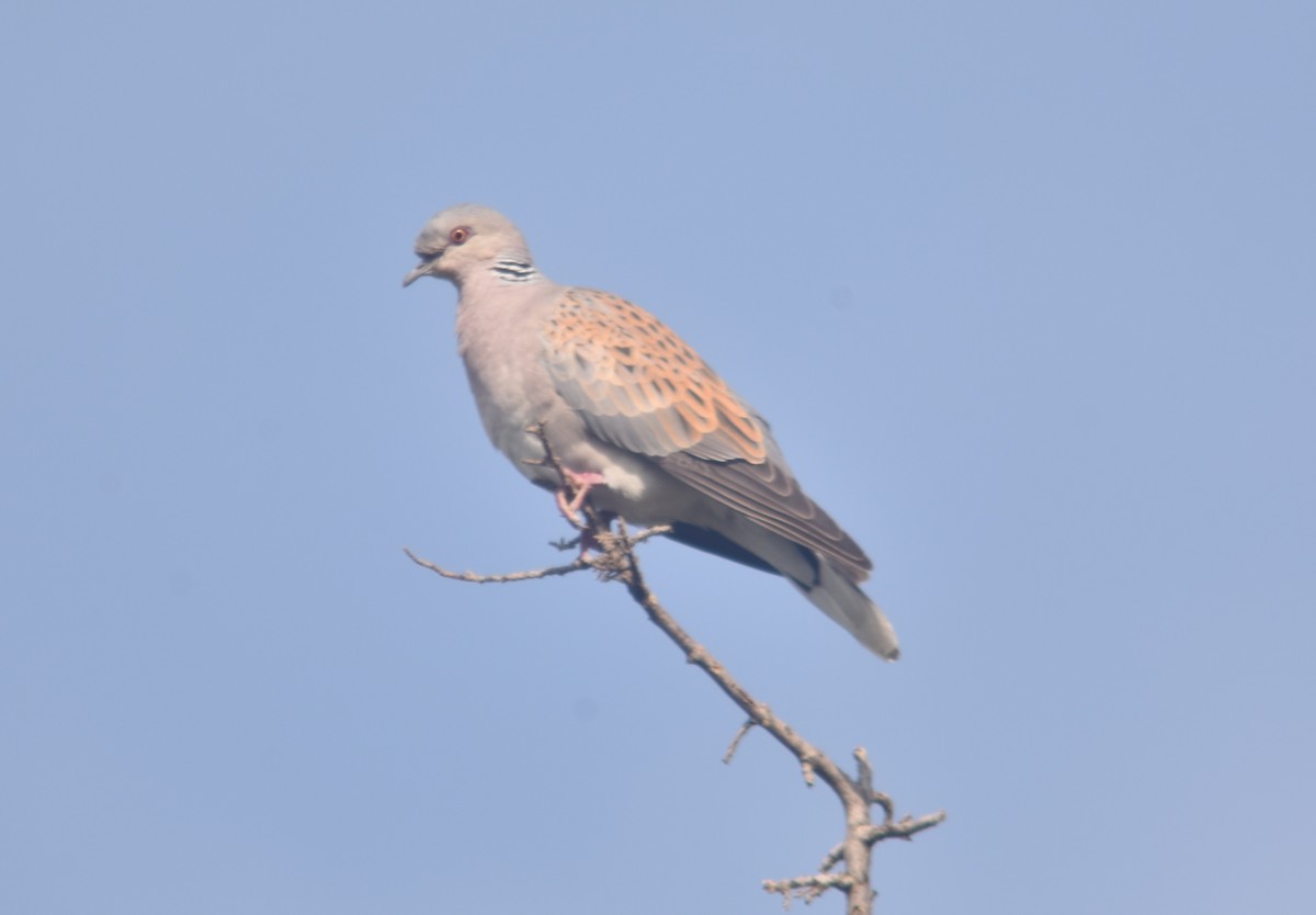 European Turtle-Dove - ML342729861