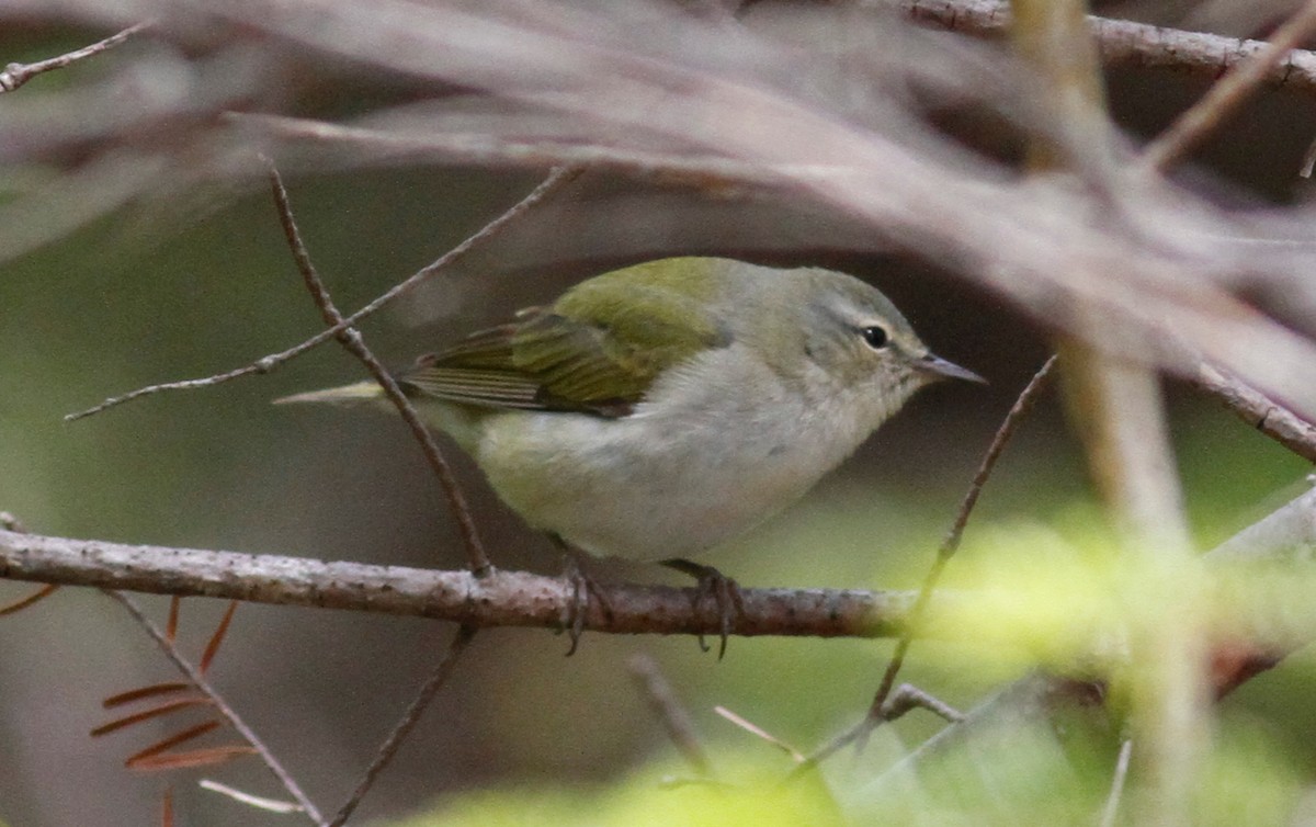 Tennessee Warbler - ML342730121