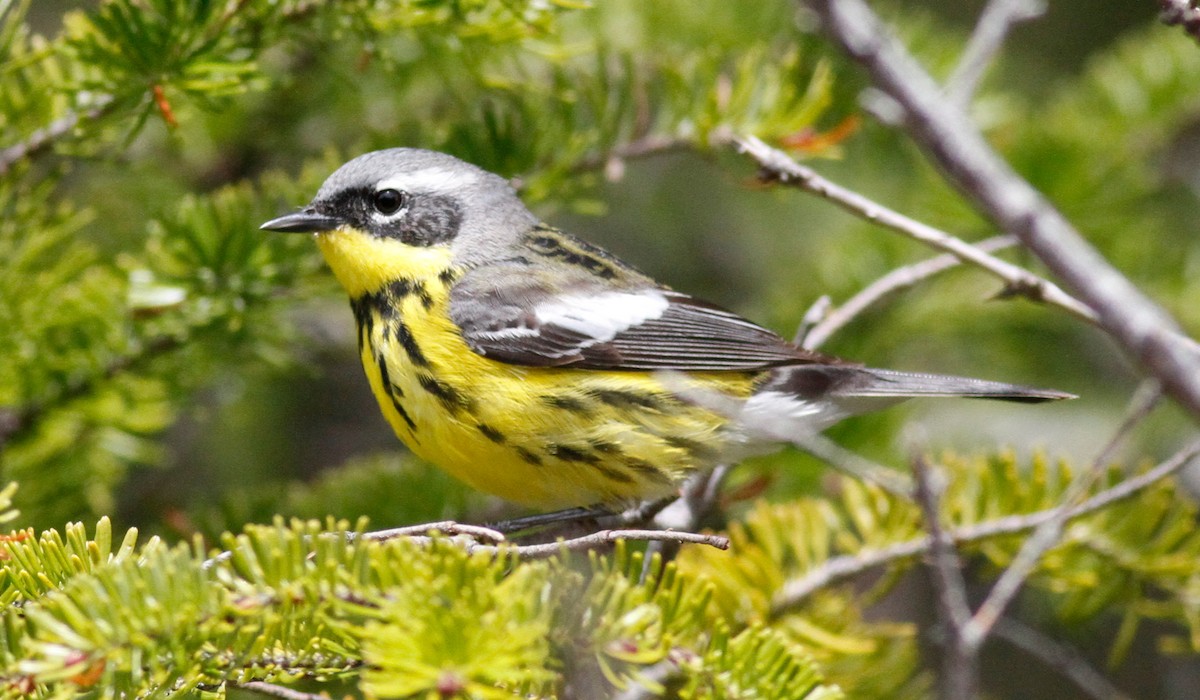 Magnolia Warbler - ML342730211