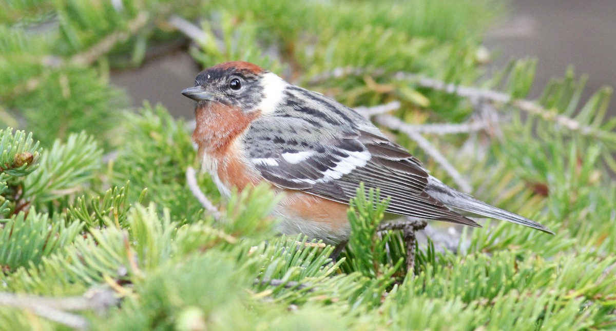 Bay-breasted Warbler - ML342730311