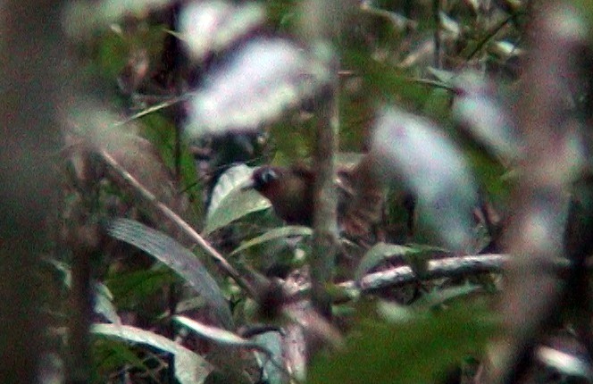 Rufous-throated Antbird - Josep del Hoyo