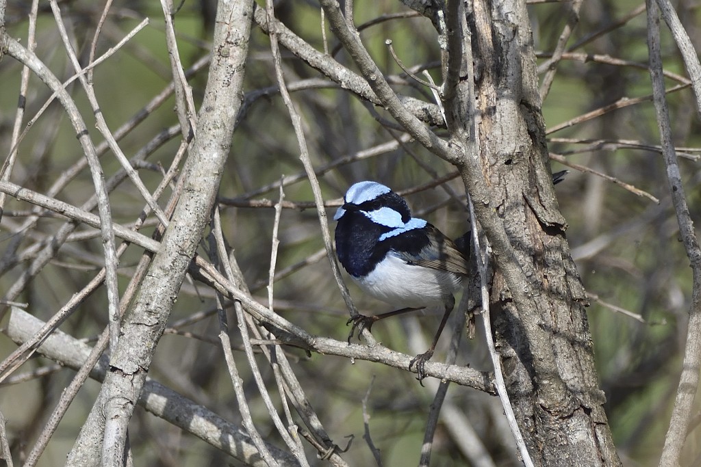 Superb Fairywren - ML342731781