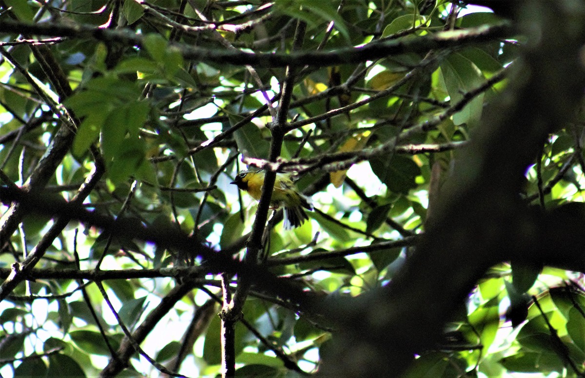 Vireo Alcaudón Orejudo - ML342732801