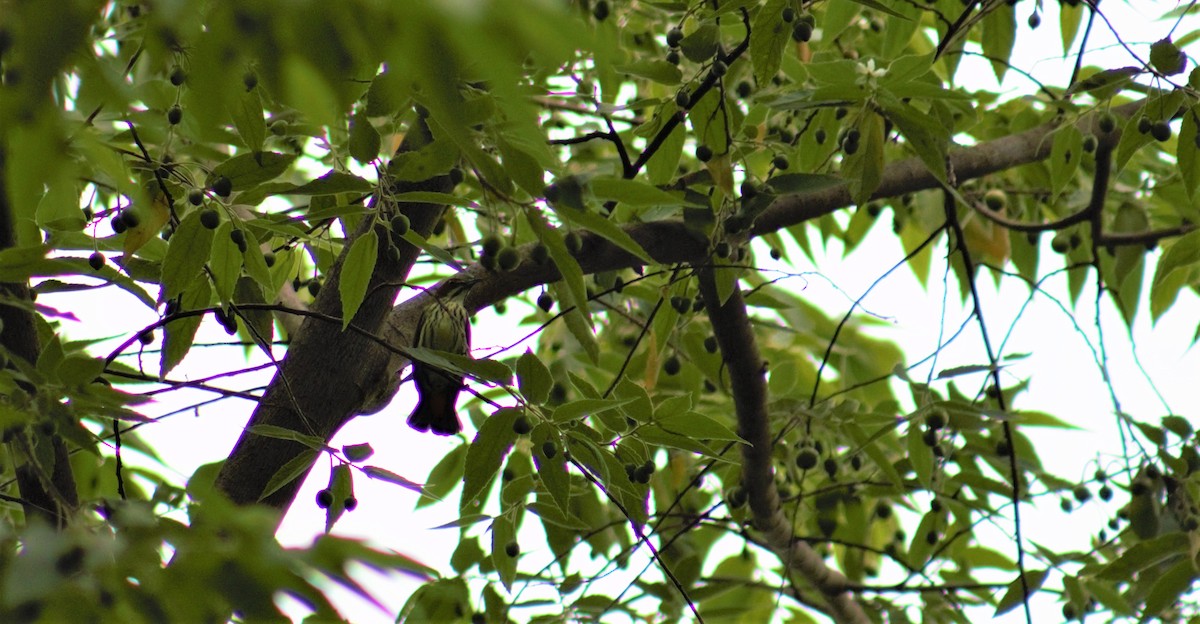 Yellow-vented Flowerpecker - ML342732881