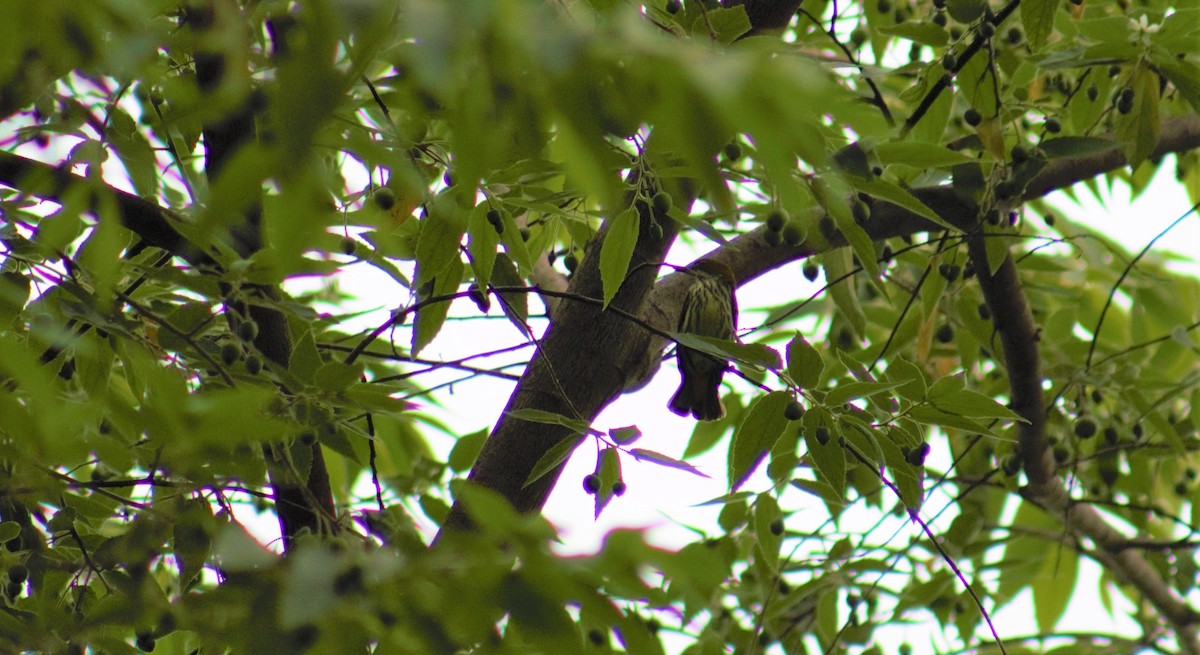 Yellow-vented Flowerpecker - ML342732891