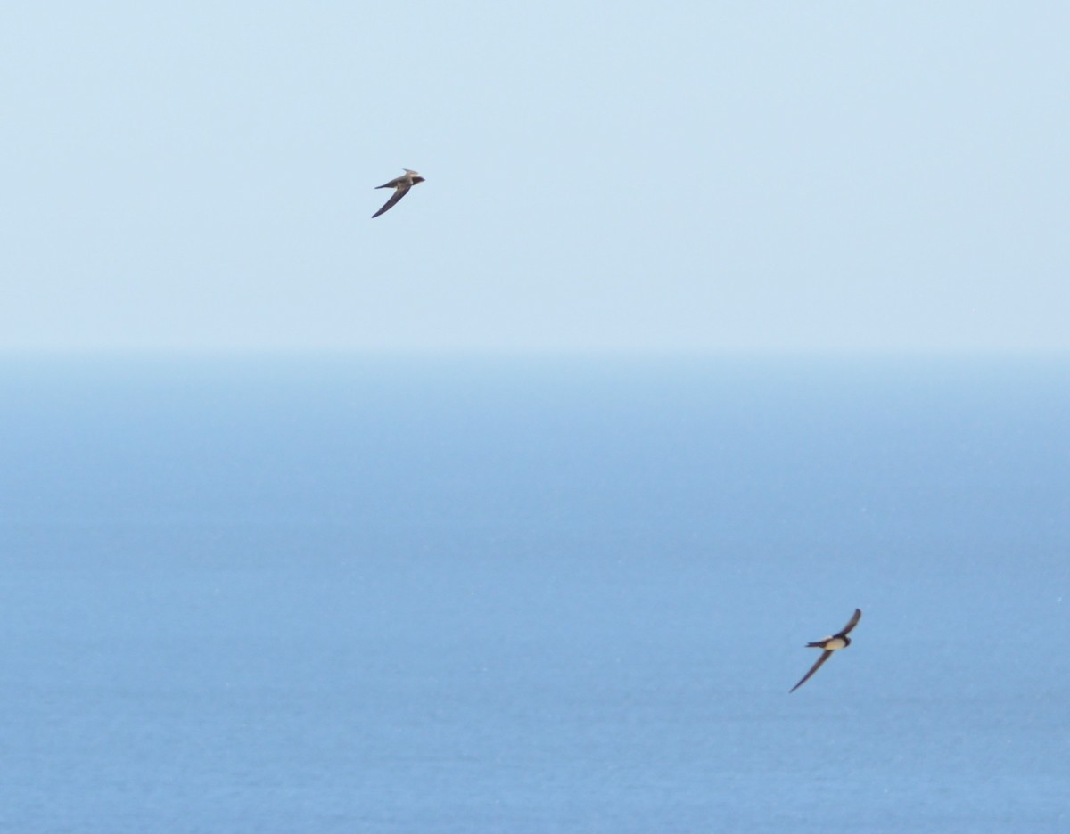 Alpine Swift - Joaquim  Simão