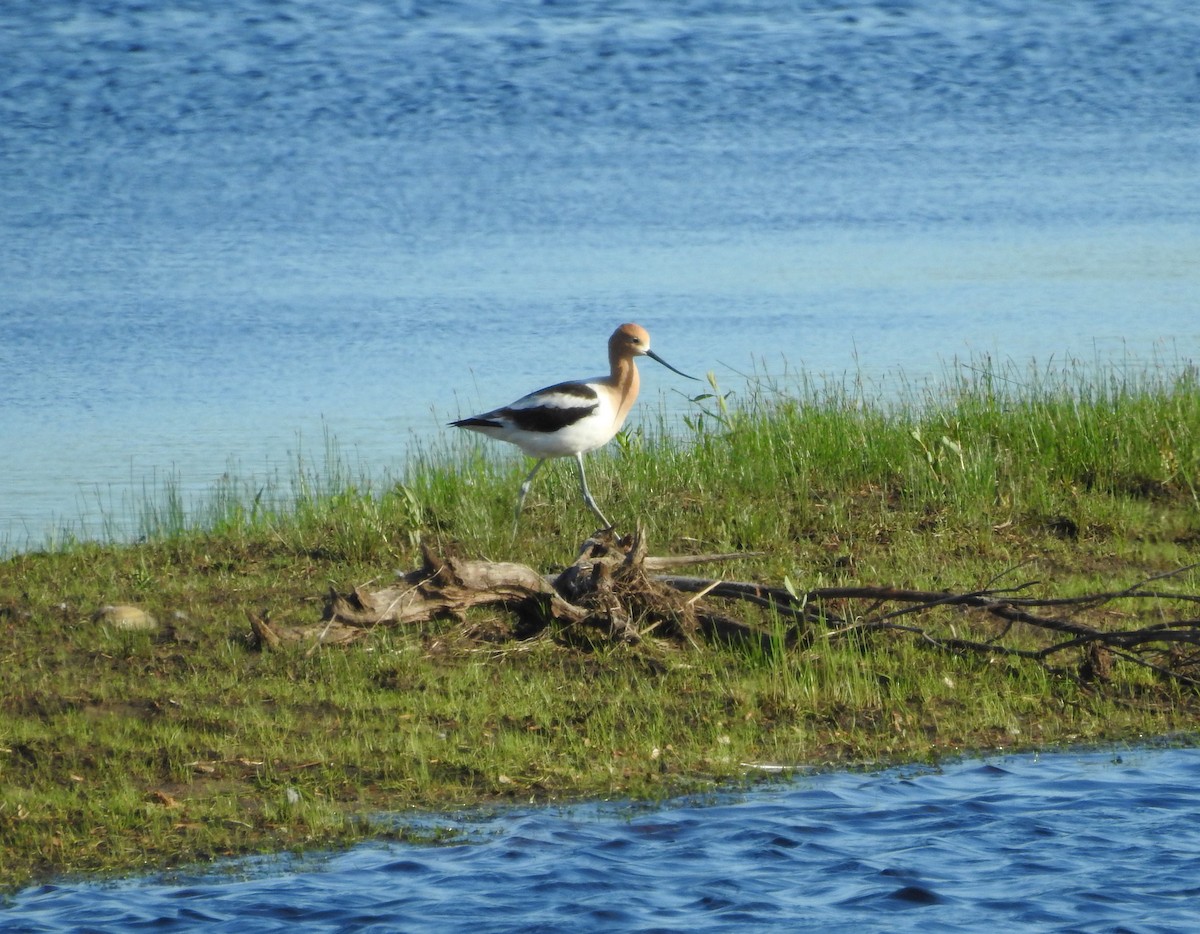 American Avocet - Andy McGivern