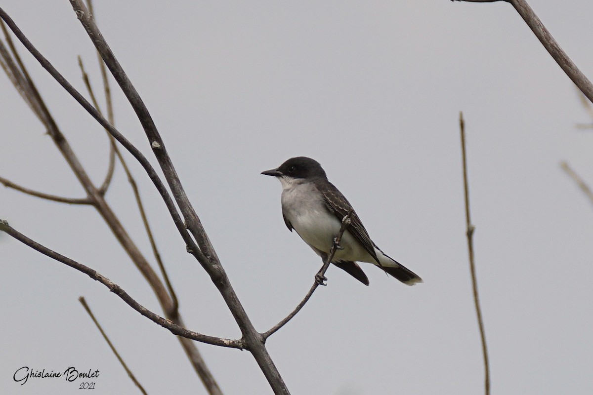 Eastern Kingbird - ML342735461