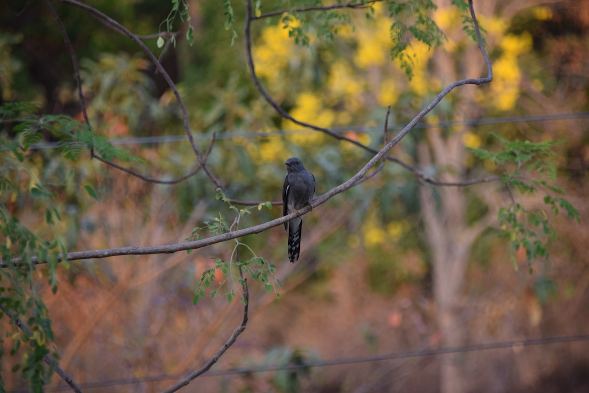 Cacomantis sp. - ML342739861