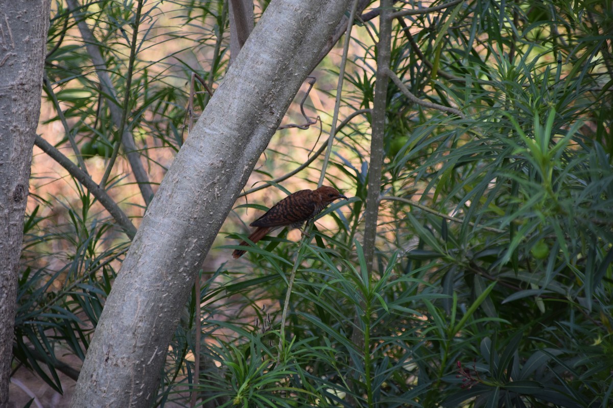 tanımsız Cacomantis sp. - ML342739961