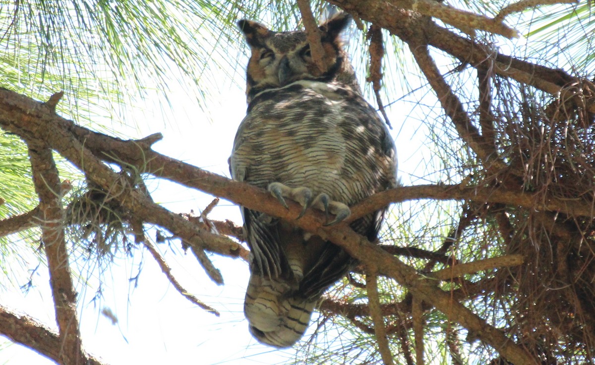 Great Horned Owl - ML342740251