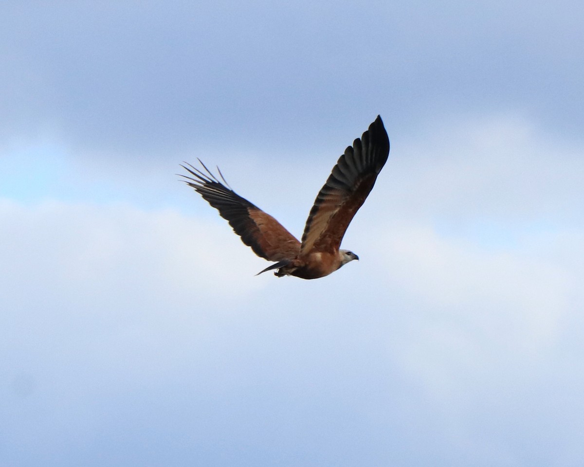 Black-collared Hawk - Ricardo Battistino