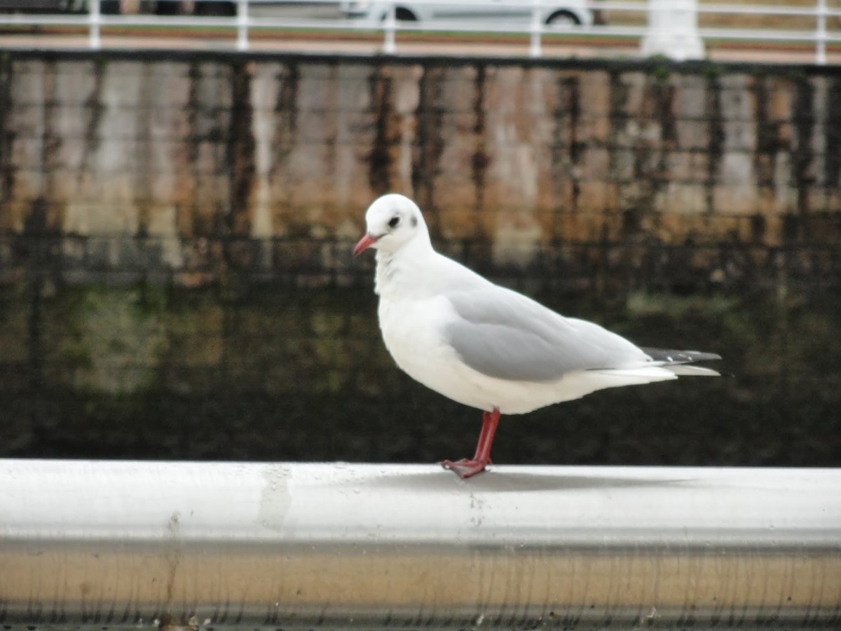 Mouette rieuse - ML342743201