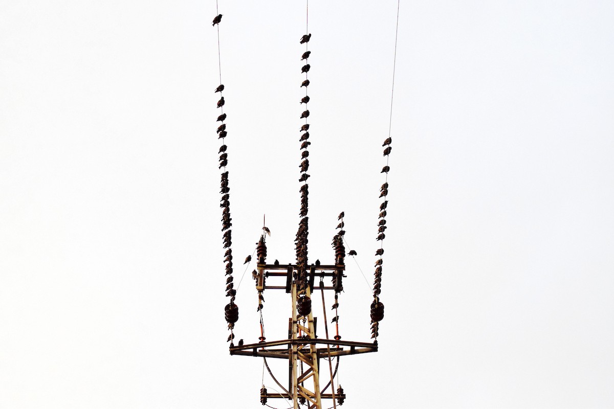 European Starling - Luís Santos