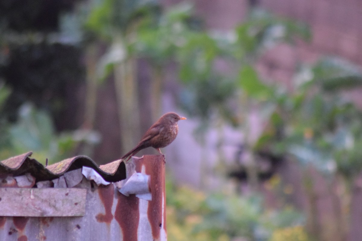 Eurasian Blackbird - Luís Santos