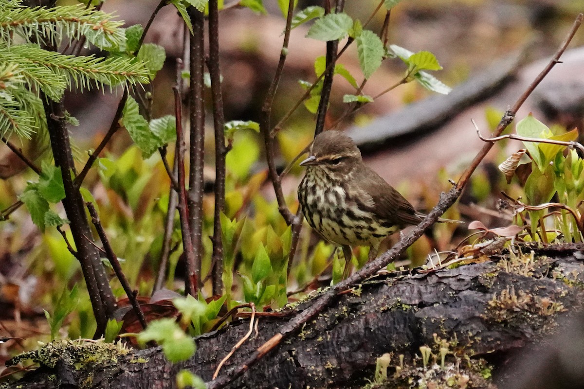 Northern Waterthrush - ML342744311