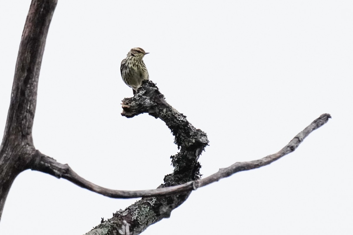 Northern Waterthrush - ML342744541