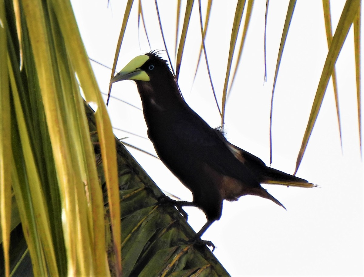 Chestnut-headed Oropendola - ML342746111