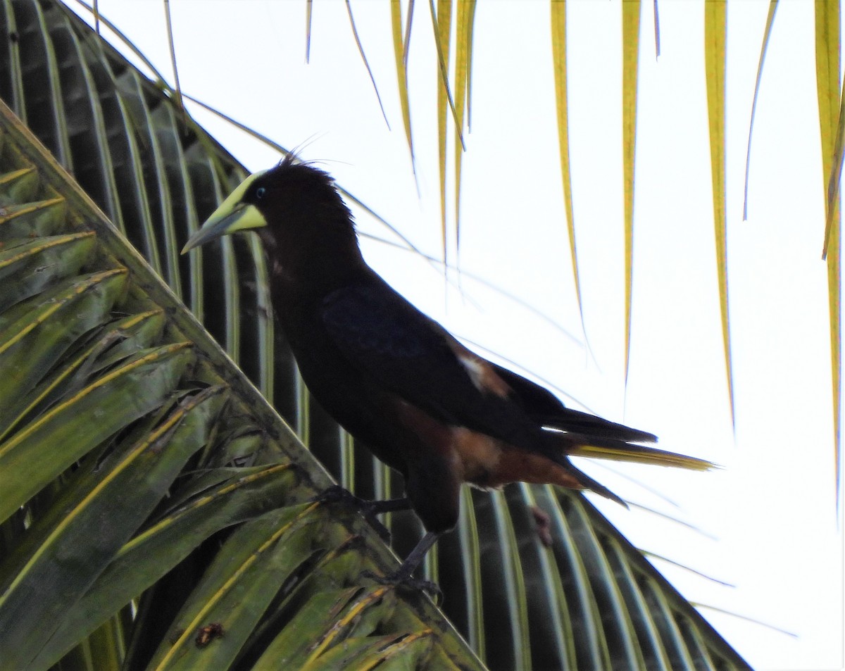 Chestnut-headed Oropendola - ML342746121