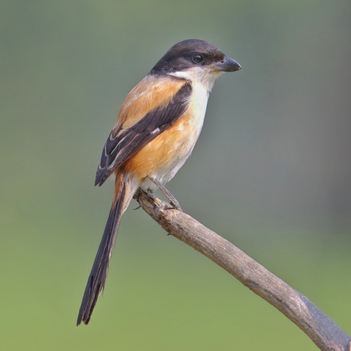 Long-tailed Shrike - ML342746801