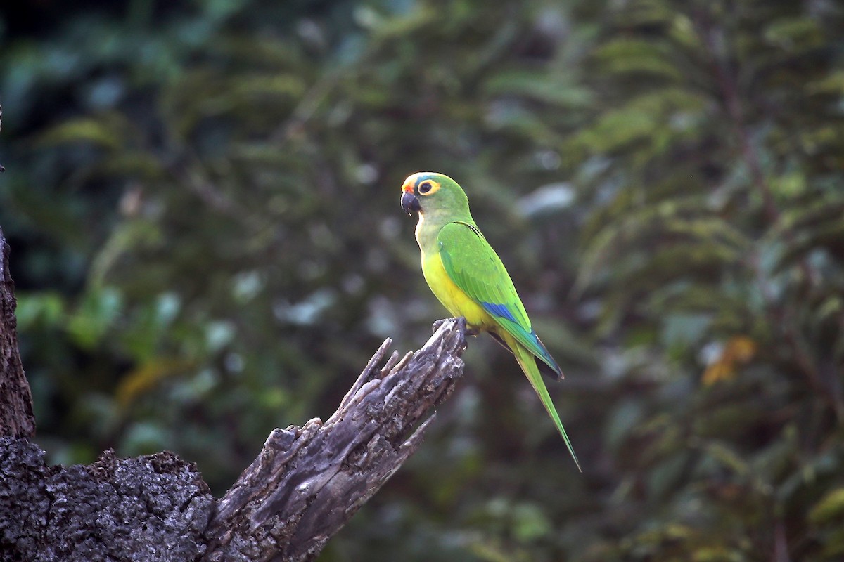 Peach-fronted Parakeet - ML342746921