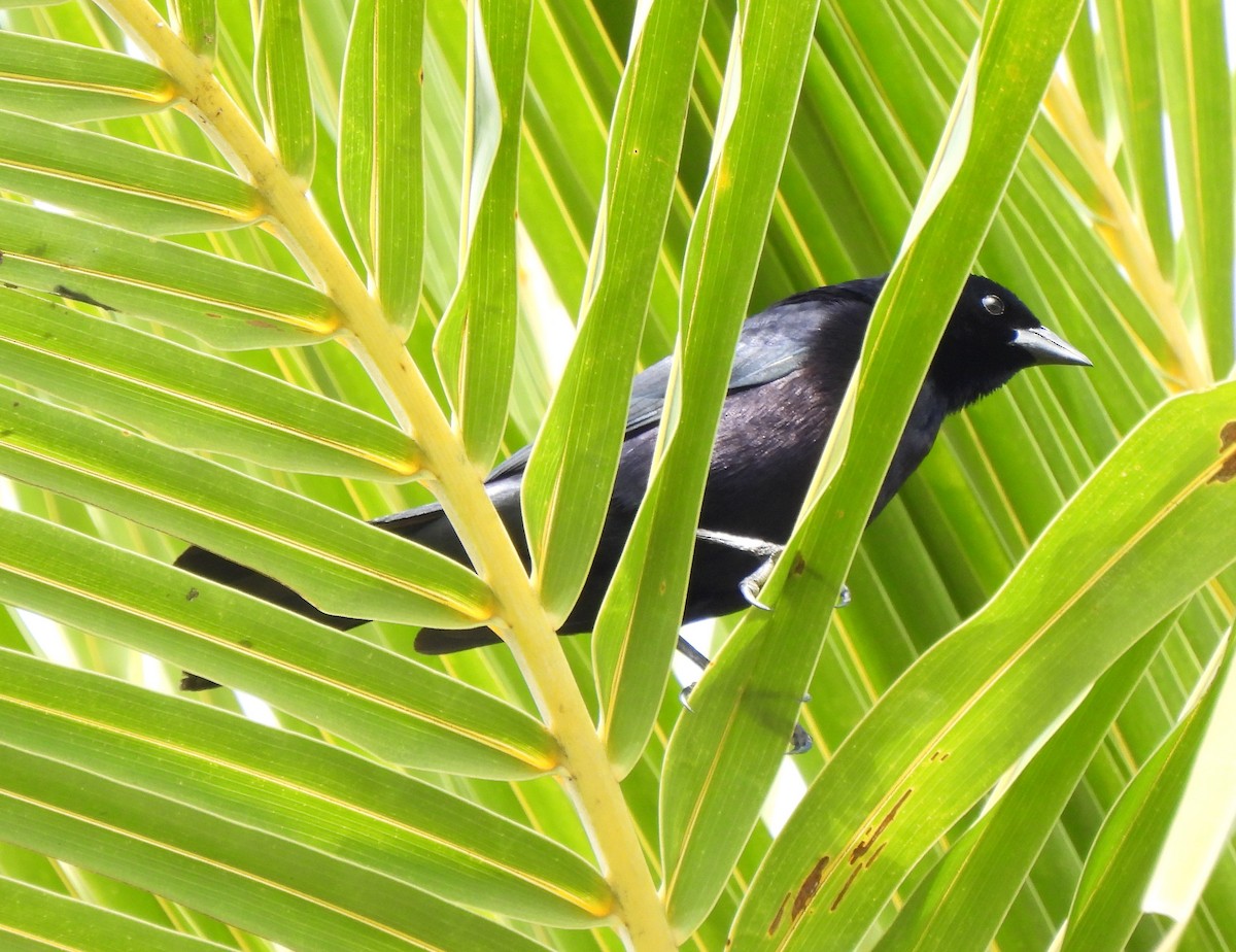 Shiny Cowbird - ML342747321