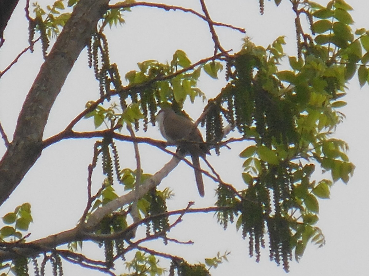 Yellow-billed Cuckoo - ML342748111