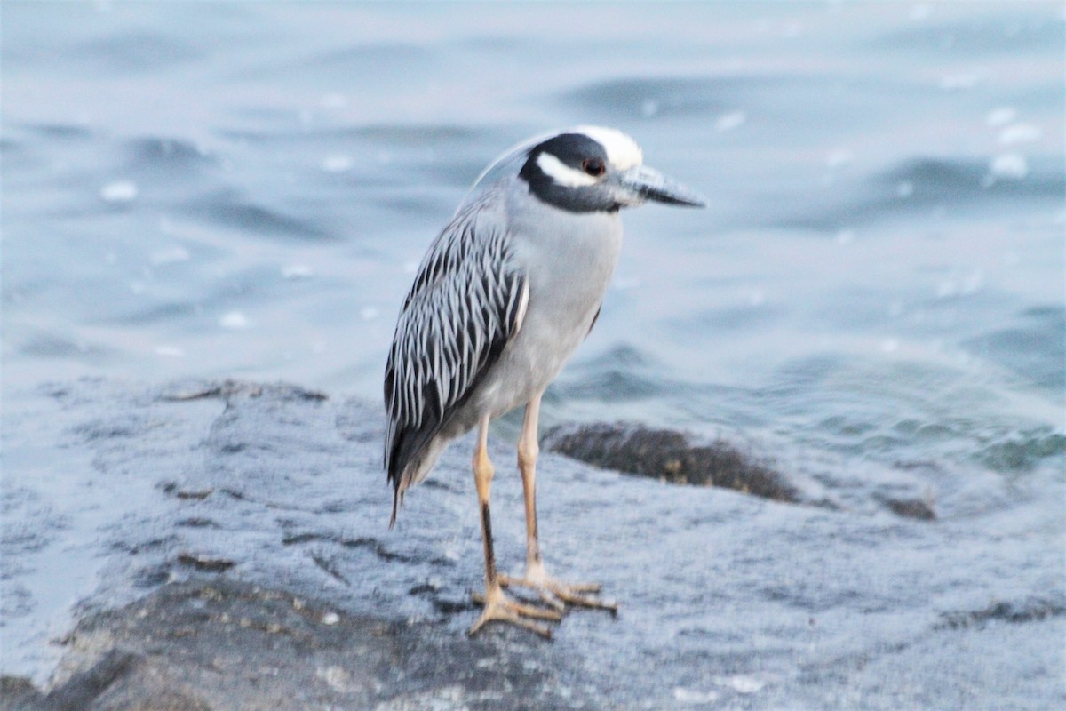 Yellow-crowned Night Heron - ML342748811