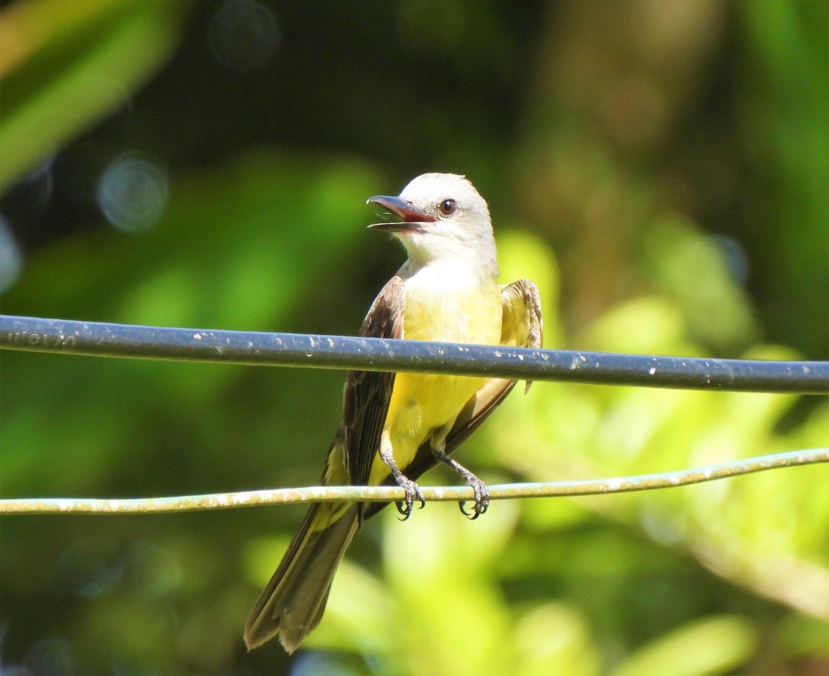 Tropical Kingbird - ML342749101