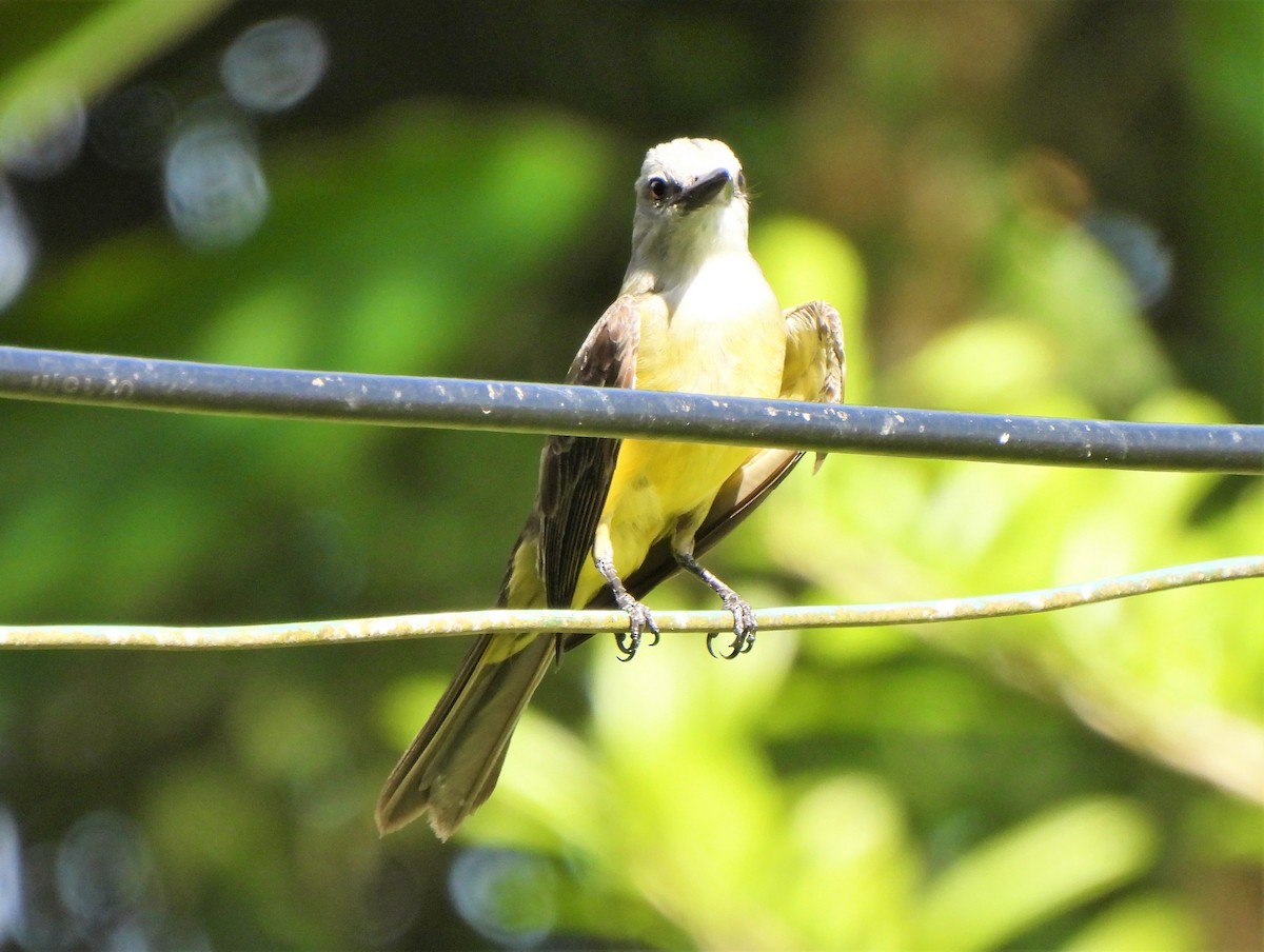 Tropical Kingbird - ML342749111