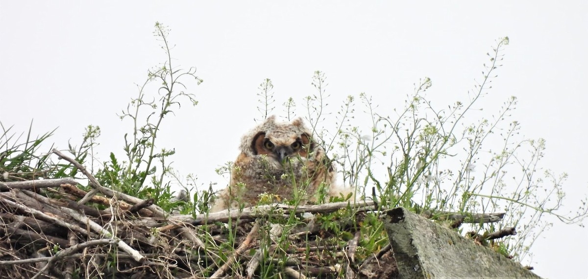 Great Horned Owl - ML342749211