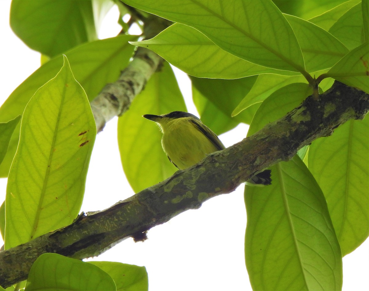 Common Tody-Flycatcher - ML342751231