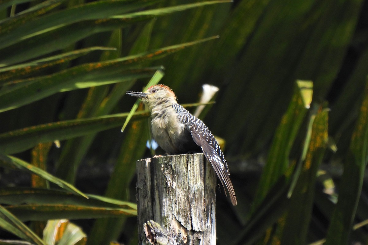 Red-crowned Woodpecker - ML342751711