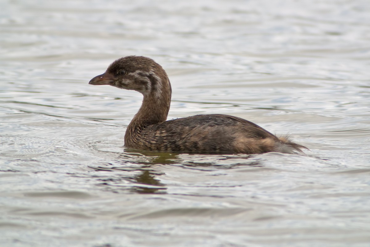 Pied-billed Grebe - ML34275231